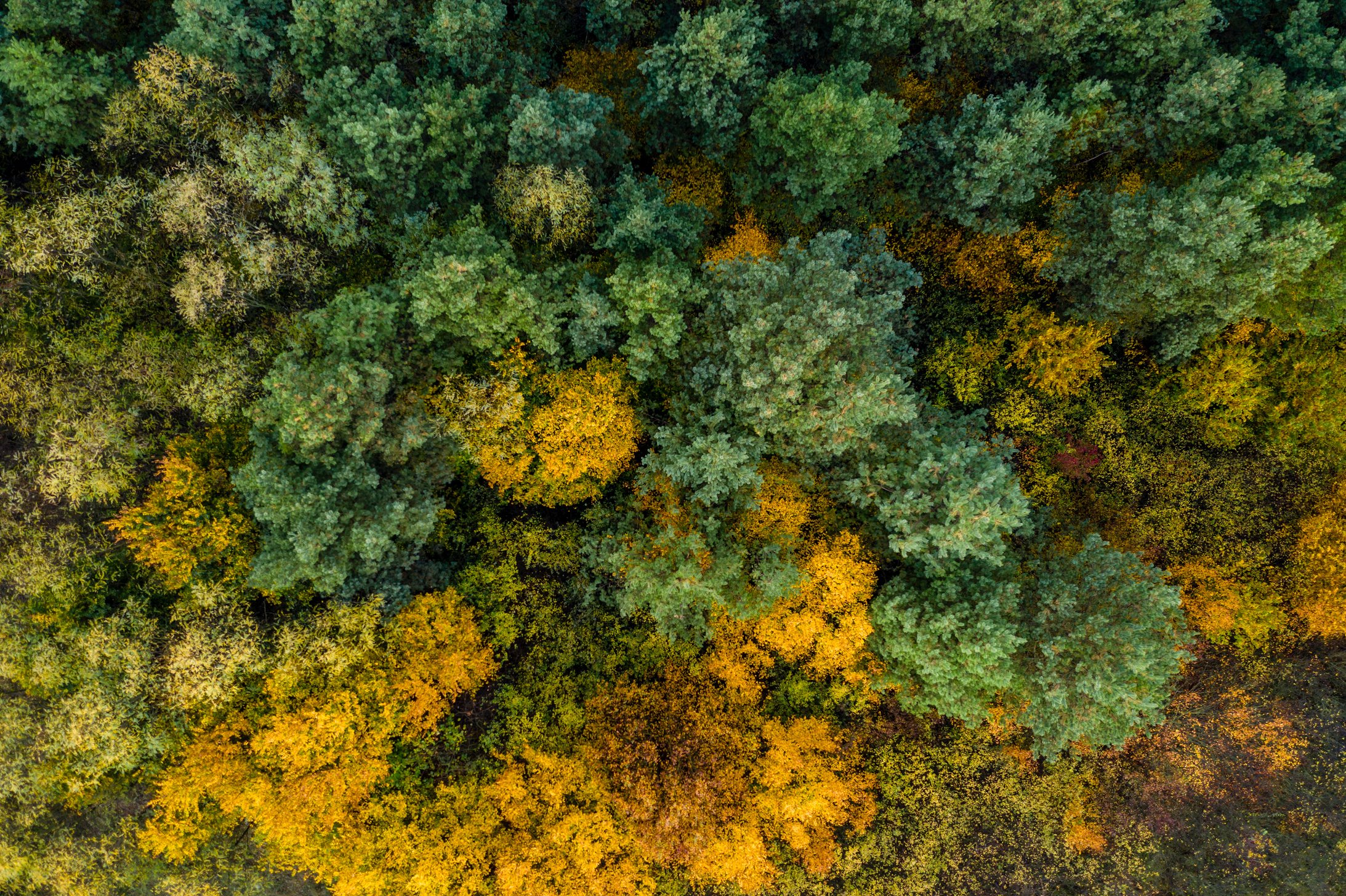 forest from drone view